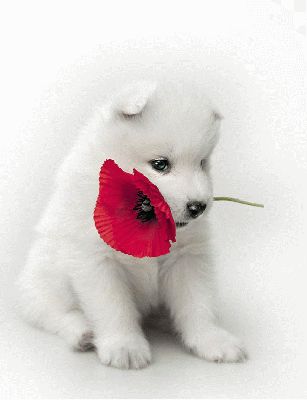 chiots mignons avec des fleurs